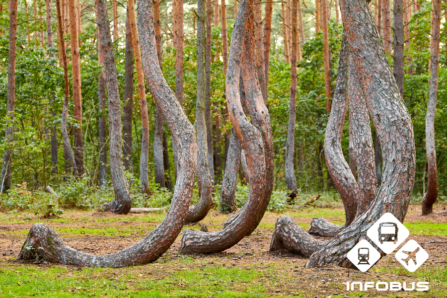 Crooked Forest