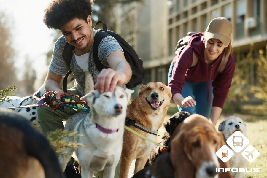 Traveling with dogs 